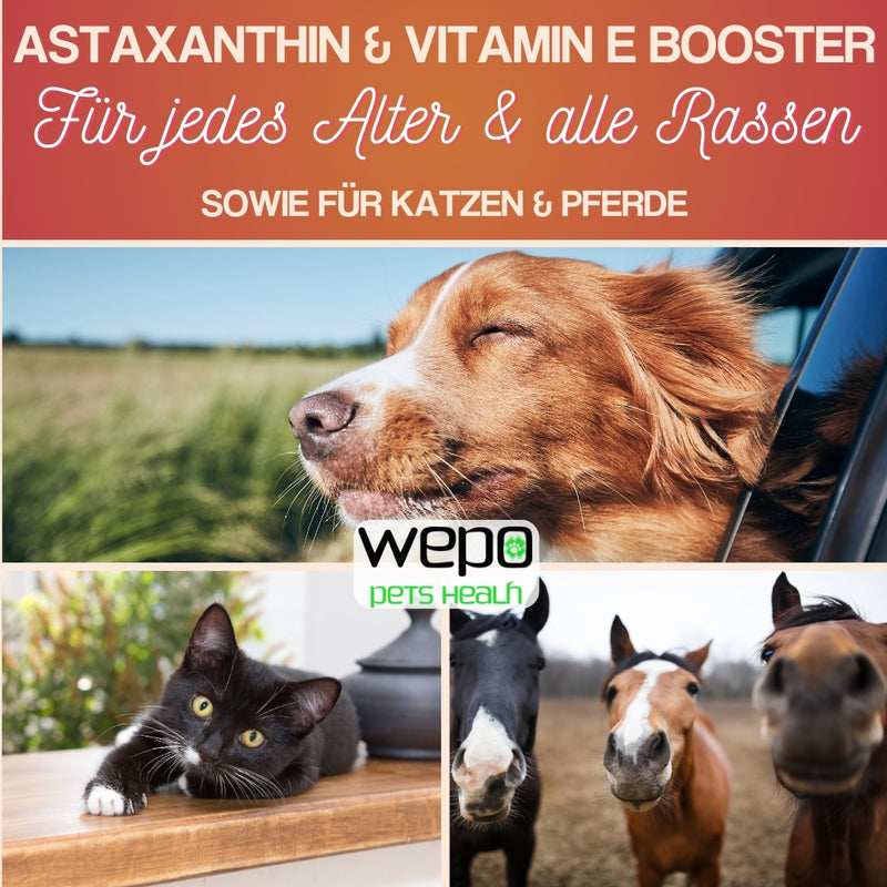 WEPO 1L Lachsöl Hunde - Fischöl - Frisch produziert!-PET_SUPPLIES-EKNA GmbH & Co. KG